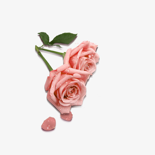 粉红玫瑰花免抠