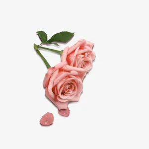 粉红玫瑰花免抠
