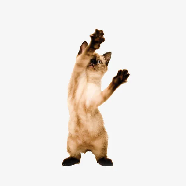 顽皮的小猫免抠