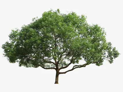 大型免扣樟树免抠