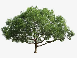 大型免扣樟树免抠