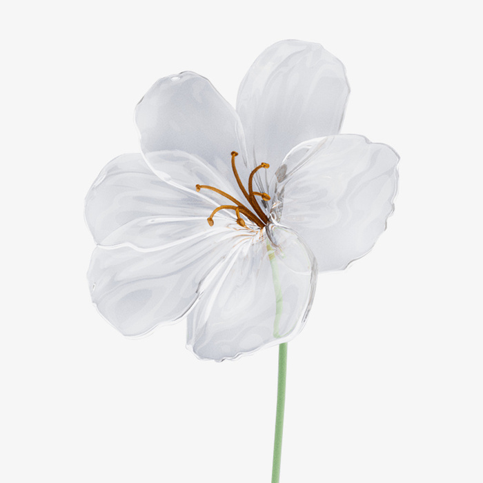 花 白色花 春天 鲜花免抠
