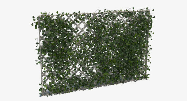 满墙绿色垂吊植物免抠