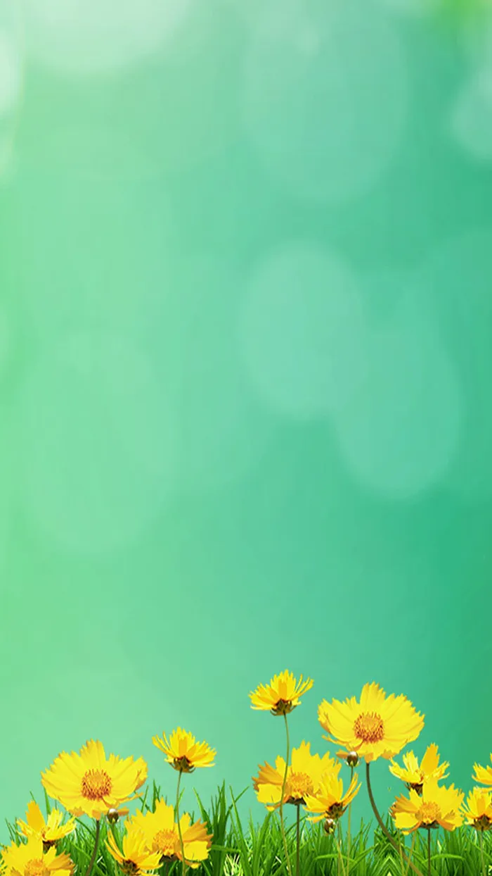 浅绿色背景下的菊花高清