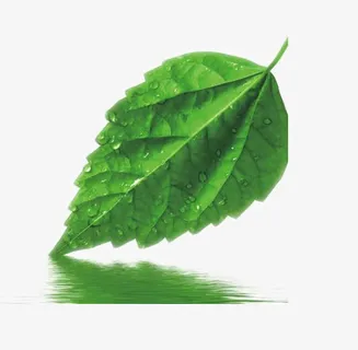 一片儿绿叶png大图免抠 一片儿绿叶png大图免抠