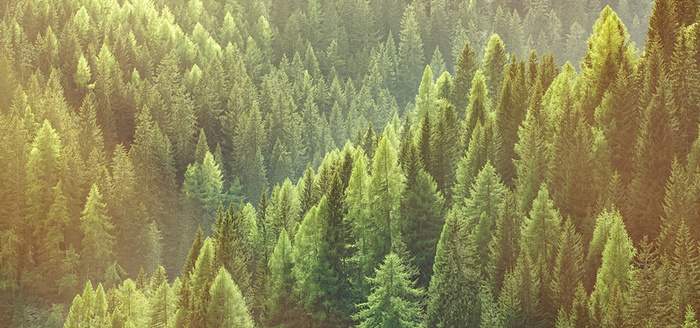 绿色森林鸟瞰风景高清
