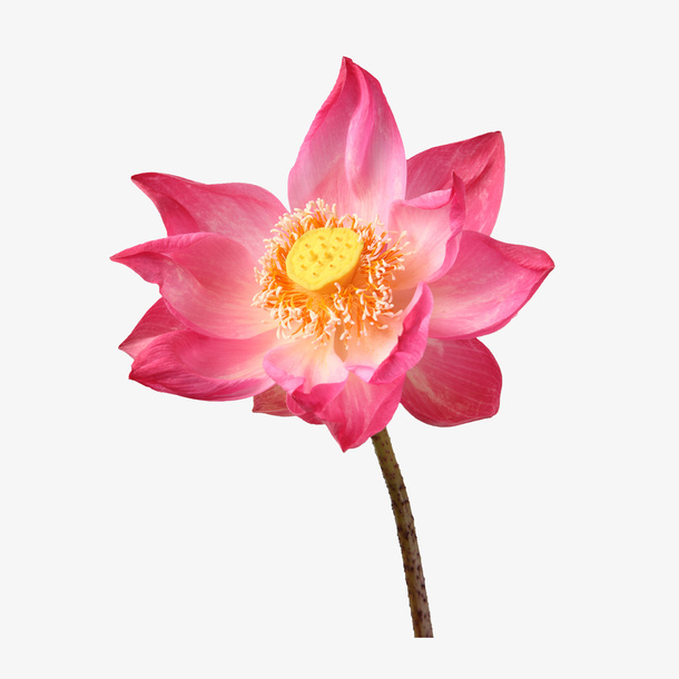 卡通鲜花免抠
