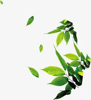 右下角绿色树叶夏天免抠