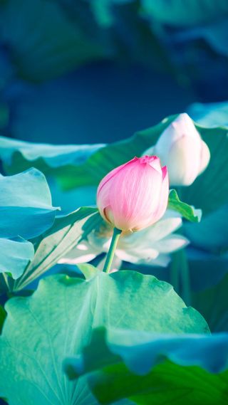 绿色荷叶荷花手机端H5背景高清