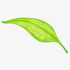 绿叶png图标免抠