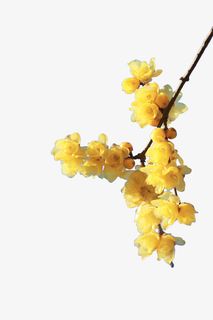 手绘花卉花枝免抠