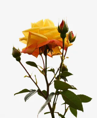 花草标签花草矢量素材免抠