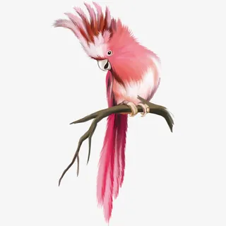 粉色鹦鹉免抠