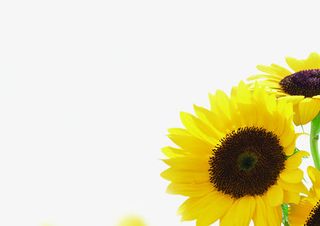 黄色清新夏日向日葵宣传免抠