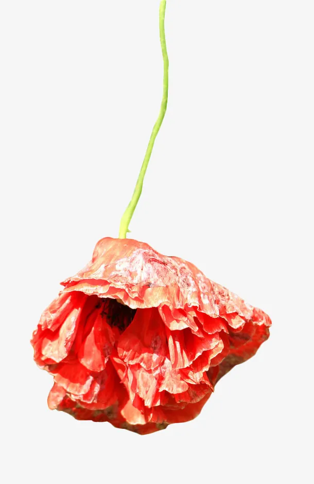红色凋谢的虞美人花免抠
