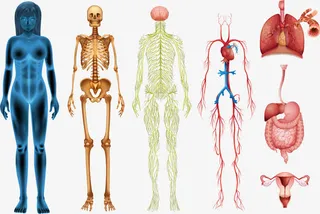 矢量彩色人体结构免抠