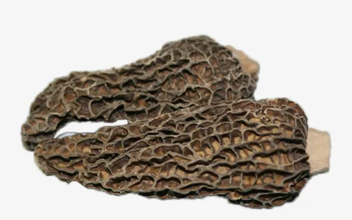 新鲜野生优质羊肚菌免抠