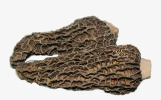 新鲜野生优质羊肚菌免抠