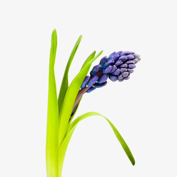 紫色风信子花免抠