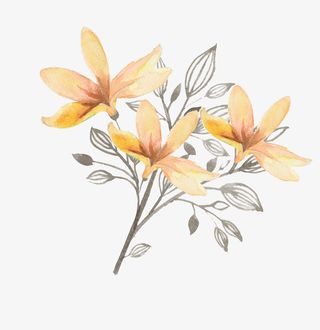 手绘黄色白玉兰免抠