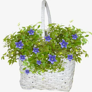 漂亮创意花篮免抠