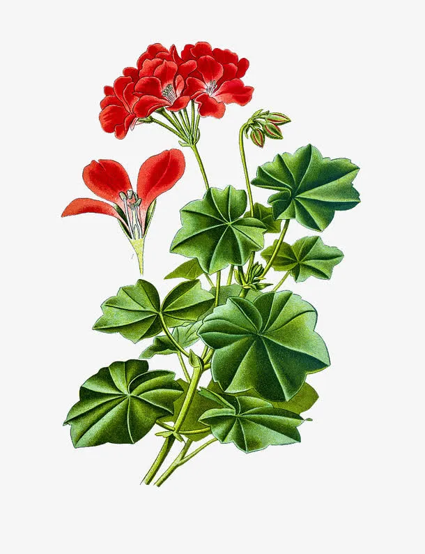 手绘红色花瓣天竺葵免抠