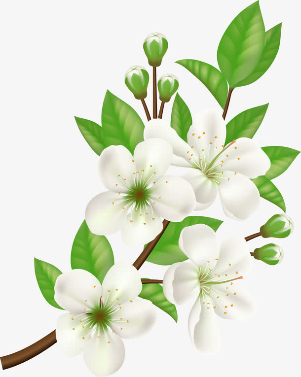 矢量手绘白色花朵免抠