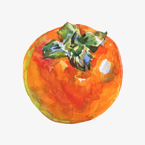 成熟柿子水彩插画免抠