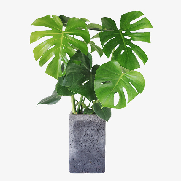 北欧风绿色植物龟背叶免抠