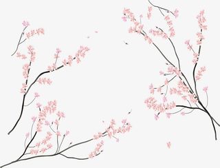 日本樱花节樱花树枝免抠