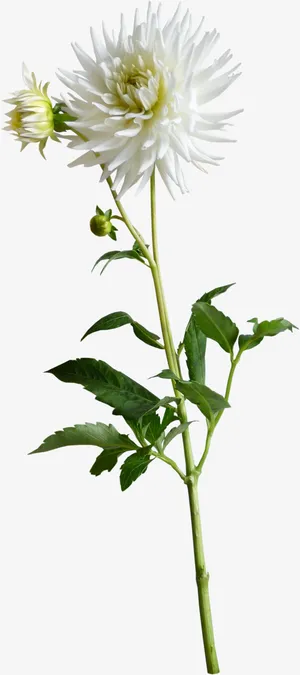 ps花卉素材庆典花草免抠