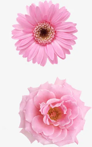 粉色可爱盛开花朵免抠