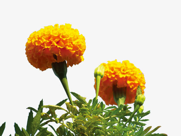 黄色万寿菊花免抠