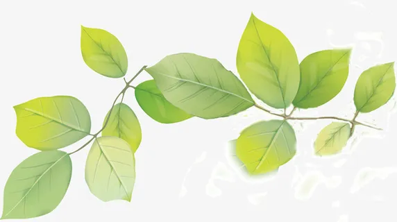 高清树叶PNG透明图片免抠动植物植物元素