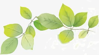 高清树叶PNG透明图片免抠动植物植物元素