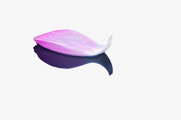 水面上的荷花瓣免抠