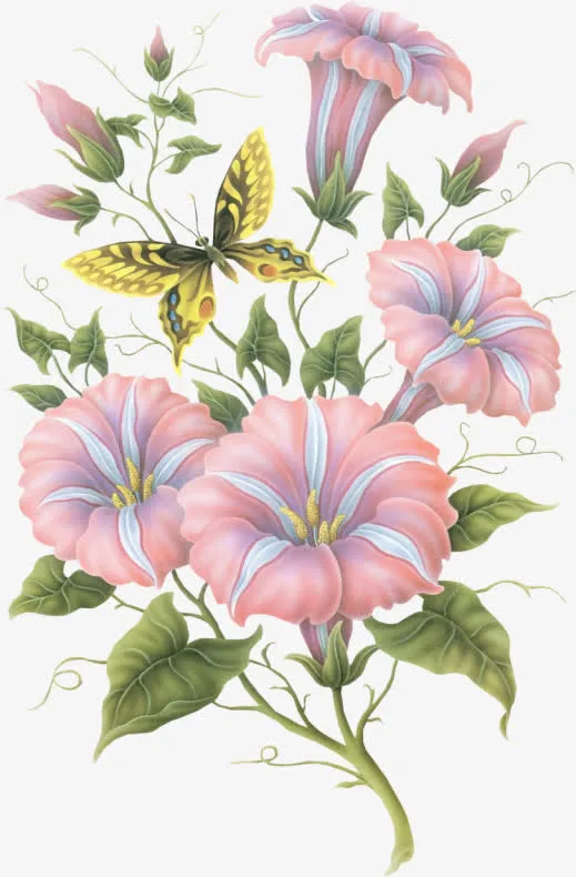 牵牛花免抠