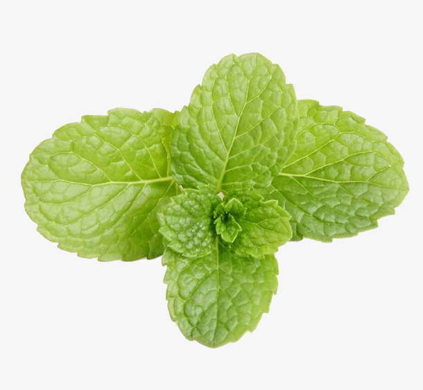 清新薄荷免抠