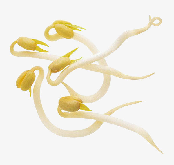 新鲜健康绿色食品黄豆芽免抠