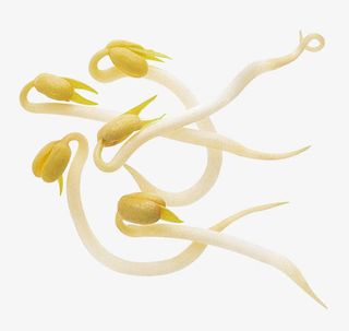 新鲜健康绿色食品黄豆芽免抠