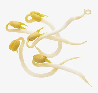 新鲜健康绿色食品黄豆芽免抠