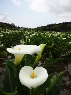 白色简约花海风景免抠 白色简约花海风景免抠