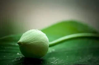 绿色荷叶荷花背景素材