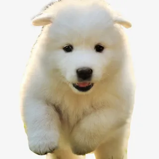 狗狗欢快的奔跑免抠