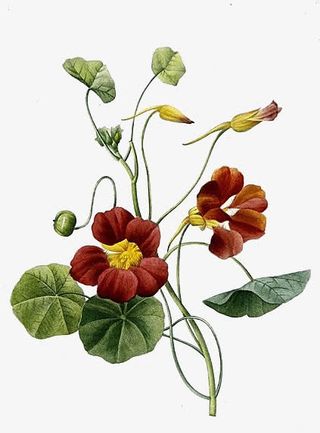 绿植花卉鲜花海报背景 唯美花束