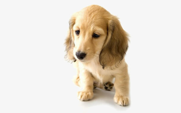 忧伤的金毛幼犬免抠