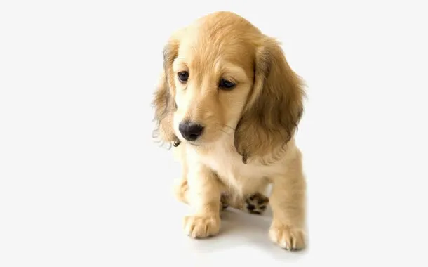 忧伤的金毛幼犬免抠