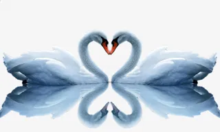 天鹅和天鹅的倒影免抠