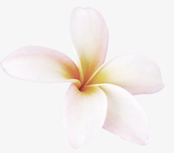 高清白色五朵花瓣免抠