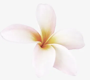 高清白色五朵花瓣免抠